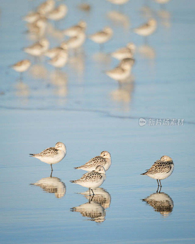 半舌鹬(calidris pusilla)